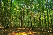 Naturwaldreservat Waldkugel