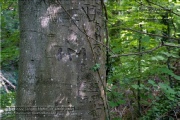 die Annaschlucht vom Steinbachtal zum Oberen Steinbachweg