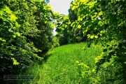 Gudrunswiese - ein Stueck Natur mit grandioser Aussicht