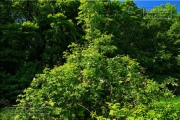 Gudrunswiese - ein Stueck Natur mit grandioser Aussicht