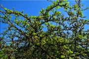 Gudrunswiese - ein Stueck Natur mit grandioser Aussicht