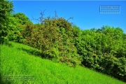 Gudrunswiese - ein Stueck Natur mit grandioser Aussicht