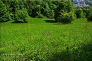 Gudrunswiese - ein Stueck Natur mit grandioser Aussicht