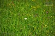 Gudrunswiese - ein Stueck Natur mit grandioser Aussicht