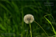 Gudrunswiese - ein Stueck Natur mit grandioser Aussicht