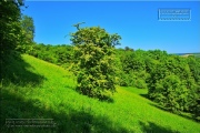 Gudrunswiese - ein Stueck Natur mit grandioser Aussicht