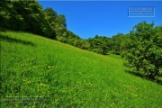 Gudrunswiese - ein Stueck Natur mit grandioser Aussicht