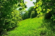 Gudrunswiese - ein Stueck Natur mit grandioser Aussicht