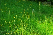 Gudrunswiese - ein Stueck Natur mit grandioser Aussicht