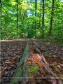 So sah der Walderlebnispfad 2012 aus