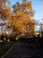 Hauptfriedhof in spaetherbstlichen Farben