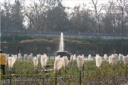 Hofgarten im Dezember 2023