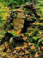 Lost Place - Nikolaushalden im Herbst 2023