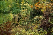 Lost Place - Nikolaushalden im Herbst 2023