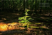 Naturwaldreservat Waldkugel