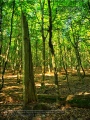 Naturwaldreservat Waldkugel