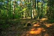 Naturwaldreservat Waldkugel