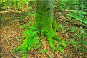 Naturwaldreservat Waldkugel