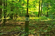 Naturwaldreservat Waldkugel