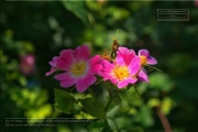 Naturlehrpfad Bromberg-Rosengarten
