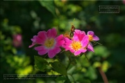 Naturlehrpfad Bromberg-Rosengarten