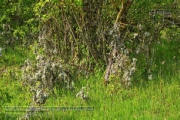 Kiliansdom