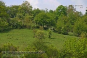 Kiliansdom
