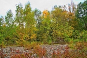 Feuchtgebiet Schafweide