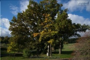 Naturdenkmal Sieben Eichen