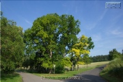 Naturdenkmal Sieben Eichen