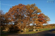 Naturdenkmal Sieben Eichen