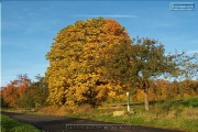 Naturdenkmal Sieben Eichen