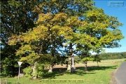 Naturdenkmal Sieben Eichen