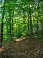 Steinbachtal und Steinbachtal-Anlagen