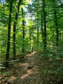 Steinbachtal und Steinbachtal-Anlagen