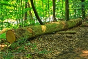 Steinbachtal und Steinbachtal-Anlagen