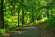 Steinbachtal und Steinbachtal-Anlagen