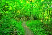 Steinbachtal und Steinbachtal-Anlagen