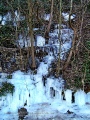 Naturdenkmal Tuff-Steilhang mit Eiszapfen behangen!