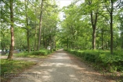 Waldfriedhof