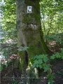 Waldlehrpfad im Stadtwald