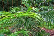 Wollemia nobilis im Botanischen Garten