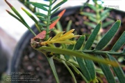 Wollemia nobilis im Botanischen Garten
